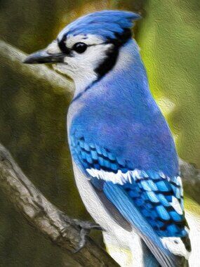 8x10 Blue Jay Photography Oil Painting Art Print